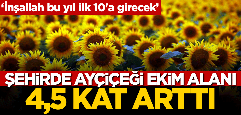 Şehirde ayçiçeği ekim alanı 4,5 kat arttı