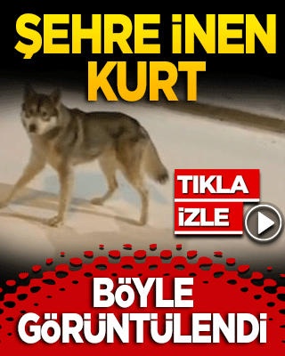 Şehre inen kurt böyle görüntülendi