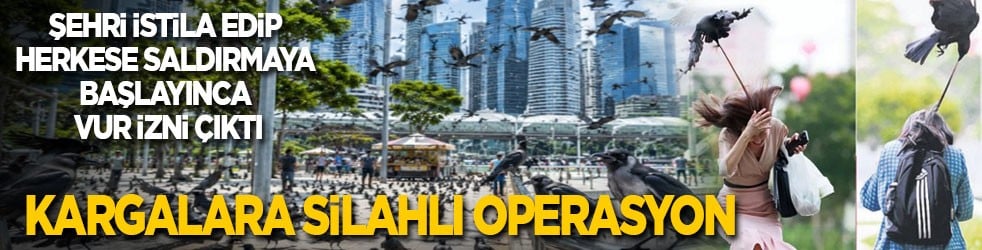 Şehri istila edip herkese saldırmaya başlayınca vur izni çıktı! Kargalara silahlı operasyon...