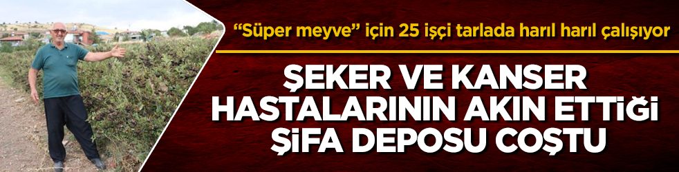 Şeker ve kanser hastalarının akın ettiği şifa deposu coştu! "Süper meyve" için 25 işçi tarlada harıl harıl çalışıyor