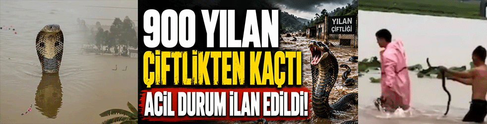 Sel felaketi korku saçtı! 900 yılan çiftlikten kaçtı, acil durum ilan edildi