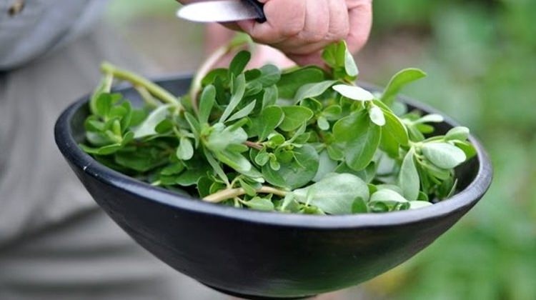 Semizotunun faydaları | Semizotu neye iyi gelir?