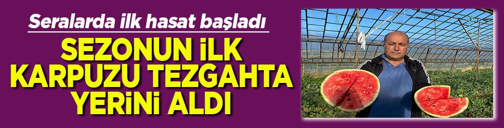 Seralarda hasat başladı Sezonun ilk karpuzu tezgaha merhaba dedi