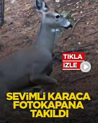 Sevimli karaca fotokapana takıldı