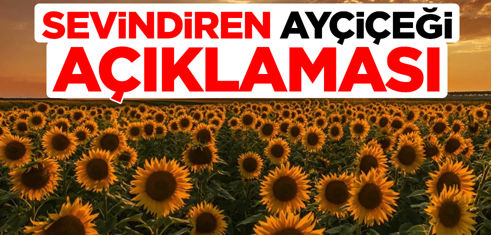 Sevindiren ayçiçeği açıklaması