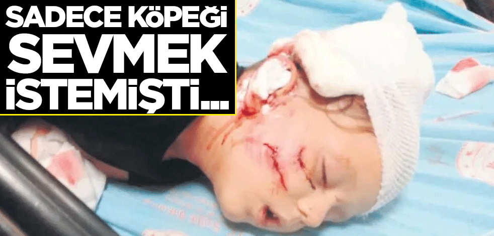 Sevmek istediği köpek ağır yaraladı: Çocuğum dışarı çıkamıyor