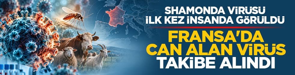 Shamonda virüsü ilk kez insanda görüldü: Fransa'da can alan virüs takibe alındı