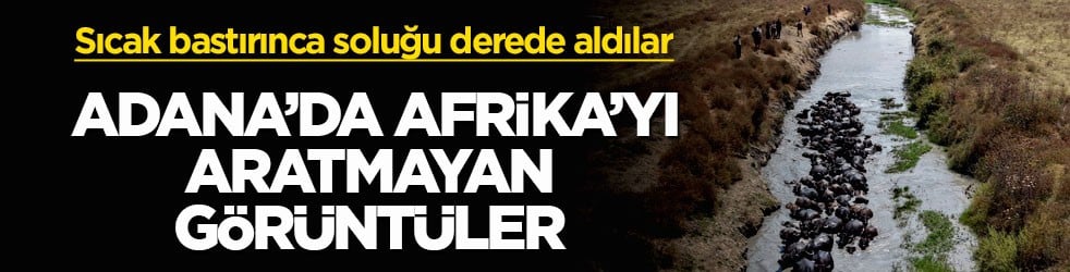 Sıcak bastırınca soluğu derede aldılar! Adana’da Afrika’yı aratmayan görüntüler