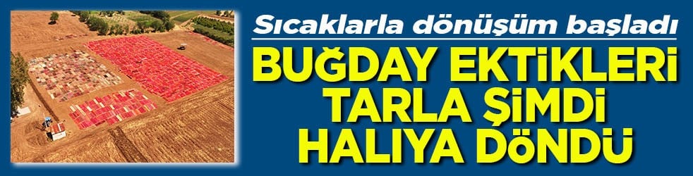Sıcaklarla dönüşüm başladı Buğday ektikleri tarla halıya döndü
