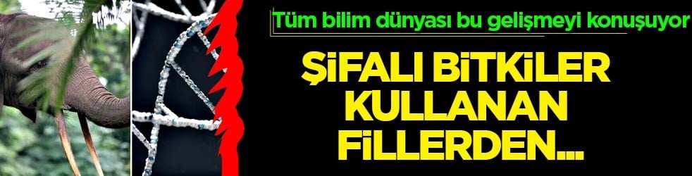  Şifa diye kullanılan bitkilerden, enzim keşfine... Bilim insanları bir şeyler peşinde: Eylül'deki ezber bozan araştırma 