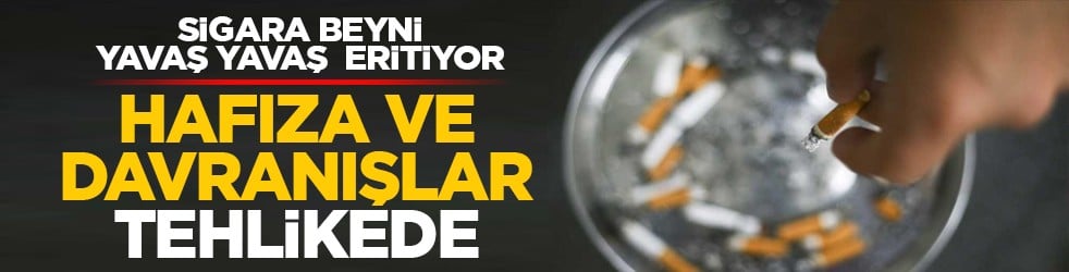 Sigara beyni yavaş yavaş eritiyor: Hafıza ve davranışlar tehlikede