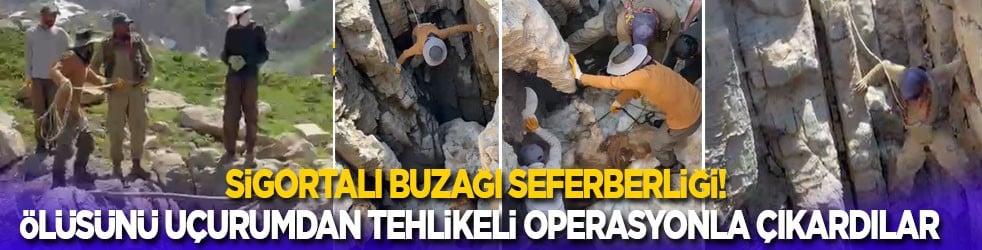 Sigortalı buzağı seferberliği! Ölüsünü uçurumdan tehlikeli bir operasyonla çıkardılar
