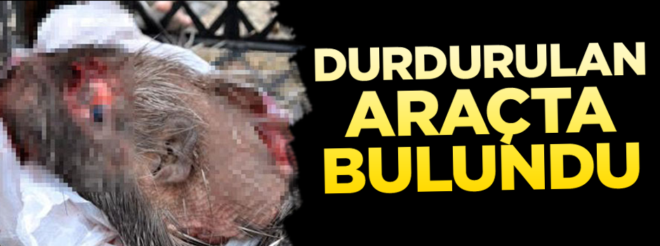 Siirt’te durdurulan bir araçta 'ölü kirpi' bulundu