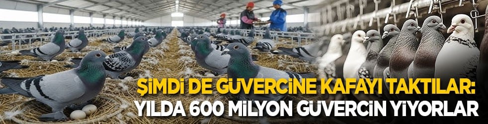 Şimdi de güvercine kafayı taktılar: Yılda 600 milyon güvercin yiyorlar