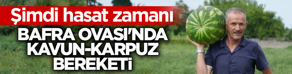 Şimdi hasat zamanı! Bafra Ovası'nda kavun-karpuz bereketi