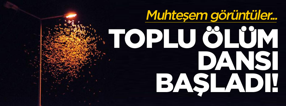 Sineklerin Sakarya Köprüsü'nde toplu ölüm dansı başladı