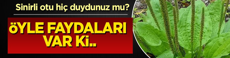 Sinirli ot nedir? Faydaları nelerdir? Hakkında merak edilenler... Kolay bir işlem, bunu mutlaka yapın
