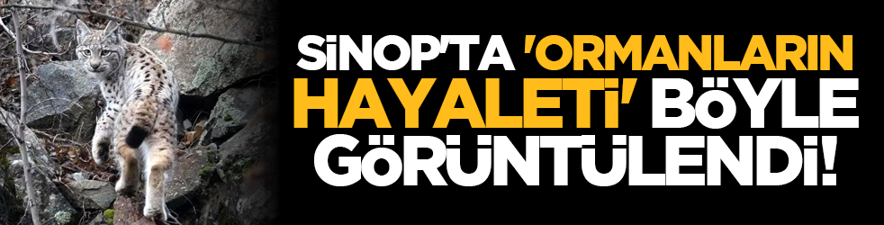 Sinop'ta 'Ormanların Hayaleti' Böyle Görüntülendi!