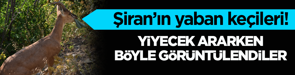 Şiran’ın yaban keçileri! Yiyecek ararken böyle görüntülendiler
