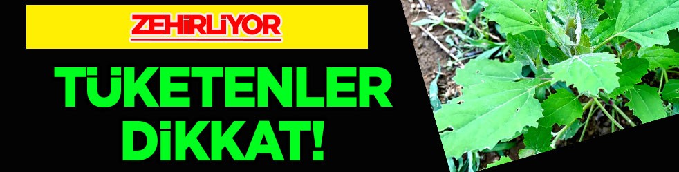 Sirken otu nedir? Ne işe yarar? Demir zengini bitki ama yerken dikkat! Zehirleyebiliyor!