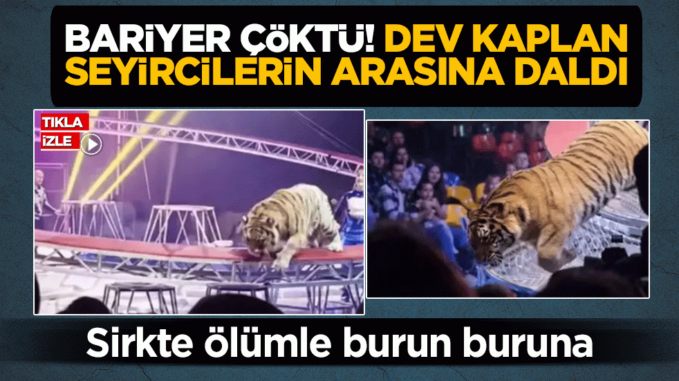 Sirkte ölümle burun buruna! Bariyer çöktü, dev kaplan seyircilerin arasına daldı