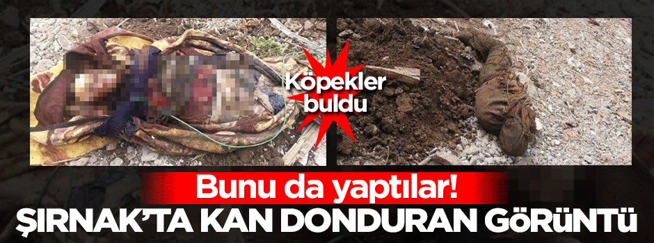 Şırnak'ta kan donduran görüntü! Köpekler buldu