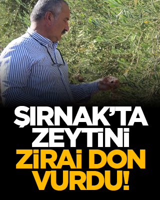 Şırnak’ta zeytine zirai don vurdu!