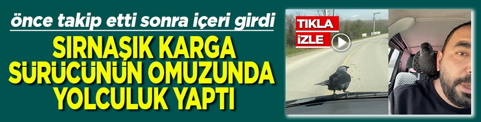 Sırnaşık karga sürücünün omuzunda yolculuk yaptı