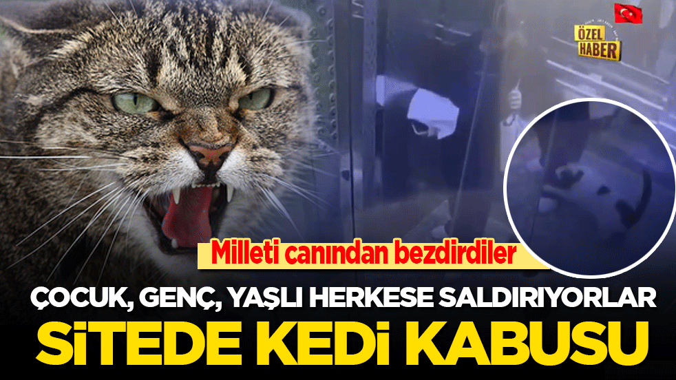 Sitede saldırgan kedi kabusu! Milleti canından bezdirdiler! Çocuk genç yaşlı herkese saldırıyorlar