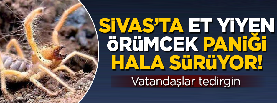 Sivas'ta et yiyen örümcek paniği! Vatandaşlar tedirgin