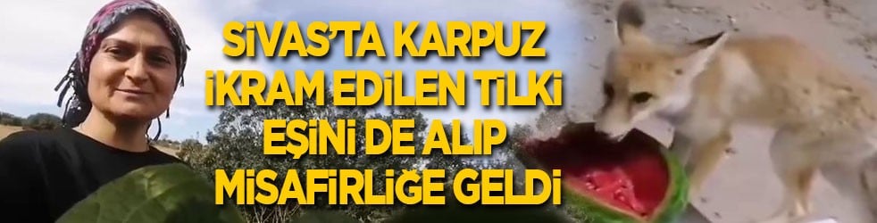 Sivas’ta karpuz ikram edilen tilki eşini de alıp misafirliğe geldi