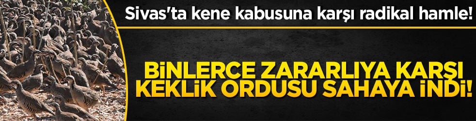 Sivas'ta kene kabusuna karşı radikal hamle! Binlerce zararlıya karşı keklik ordusu sahaya indi!