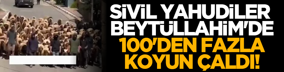 Sivil Yahudiler Beyt&uuml;llahim'de 100'den fazla koyun &ccedil;aldı!