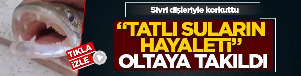 Sivri dişleriyle korkuttu! “Tatlı suların hayaleti” oltaya takıldı