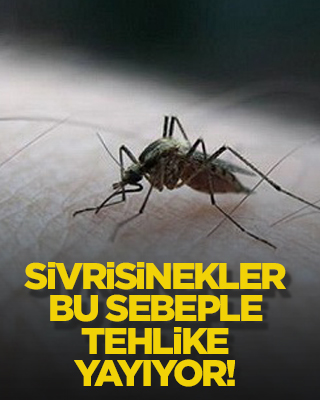 Sivrisinekler bu sebeple tehlike yayıyor!