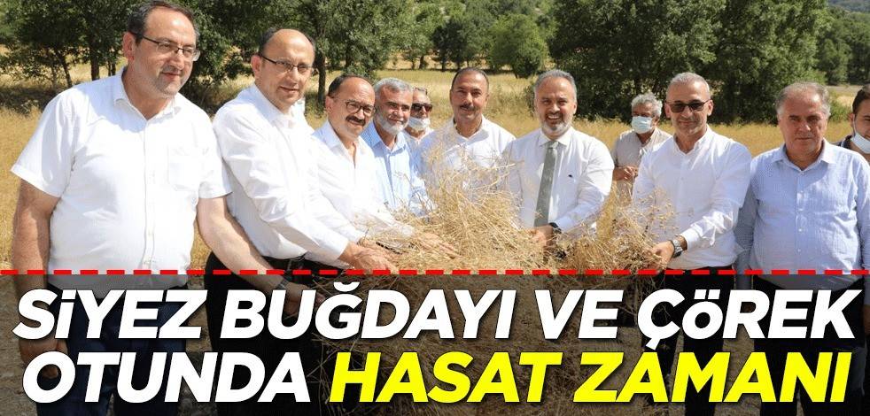 Siyez buğdayı ve çörek otunda hasat zamanı
