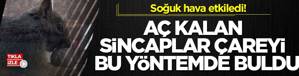 Soğuk hava etkiledi! Aç kalan sincaplar çareyi bu yöntemde buldu