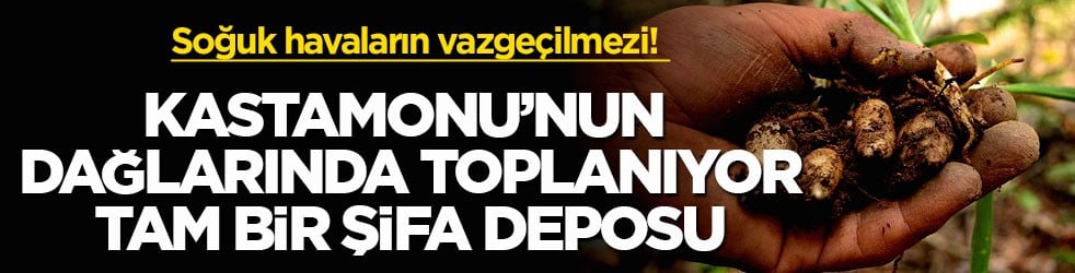 Soğuk havaların vazgeçilmezi! Kastamonu’nun dağlarında toplanıyor tam bir şifa deposu