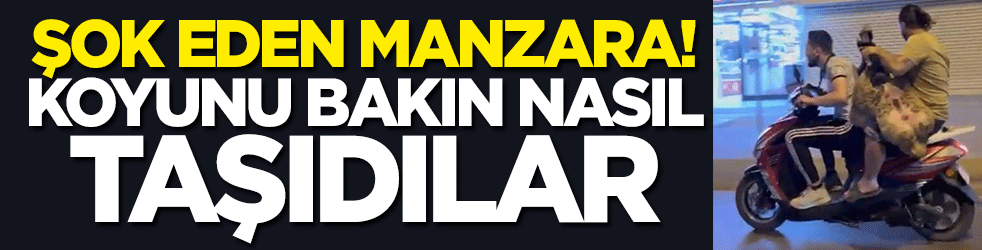 Şok eden manzara! Koyunu bakın nasıl taşıdılar
