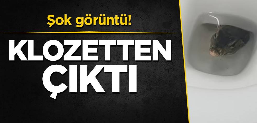 Şok görüntü! Klozetten çıktı