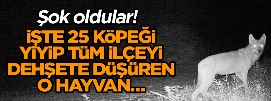 Şok oldular! İşte 25 köpeği yiyip tüm ilçeyi dehşete düşüren o hayvan…