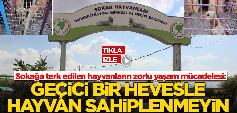 Sokağa terk edilen hayvanların zorlu yaşam mücadelesi: Geçici bir hevesle hayvan sahiplenmeyin