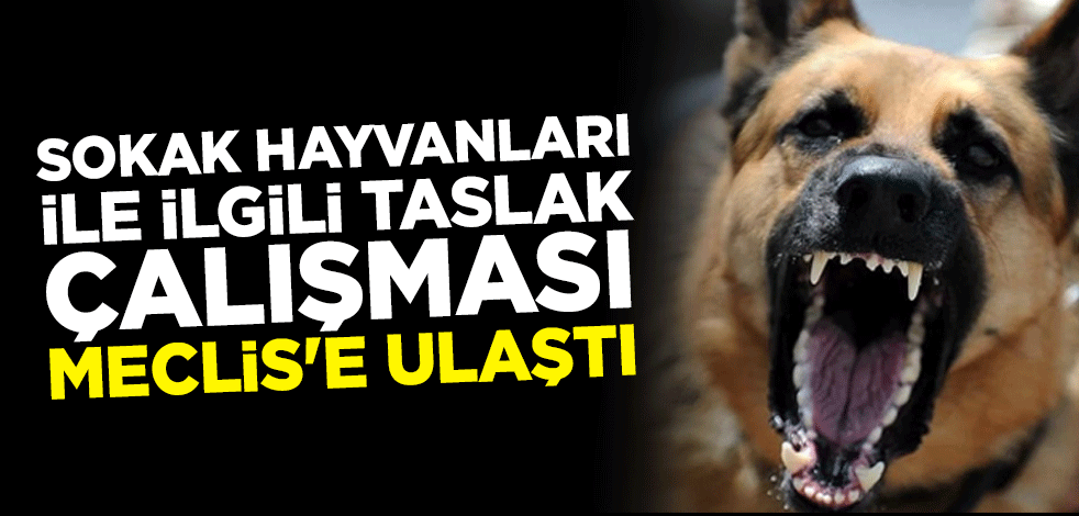 Sokak hayvanları ile ilgili taslak çalışması Meclis'e ulaştı