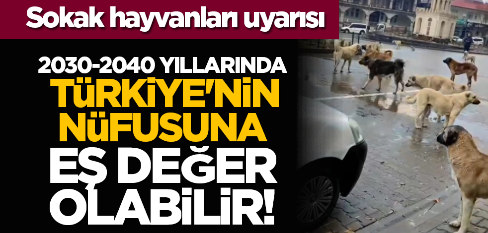 Sokak hayvanları uyarısı: 2030-2040 yıllarında Türkiye'nin nüfusuna eş değer olabilir!