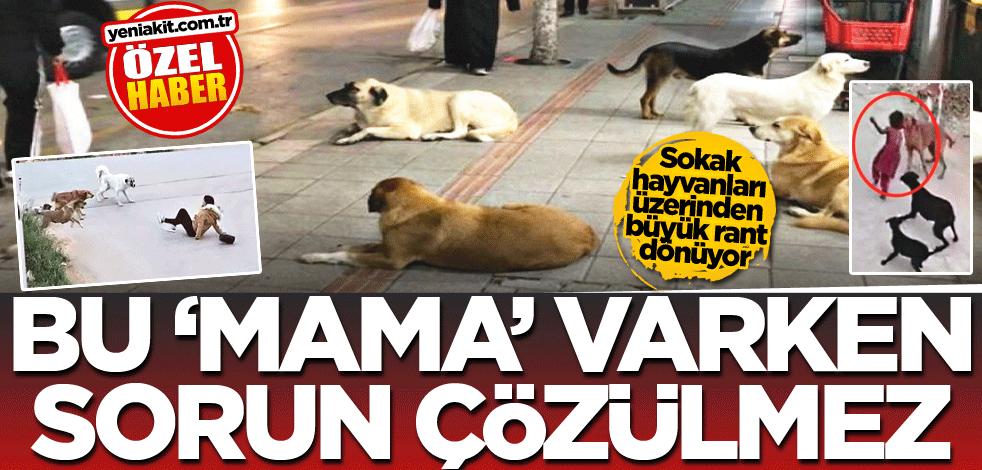 Sokak hayvanları üzerinden büyük rant dönüyor! Bu 'mama' varken sorun bitmez