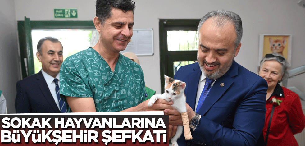 Sokak hayvanlarına Büyükşehir şefkati