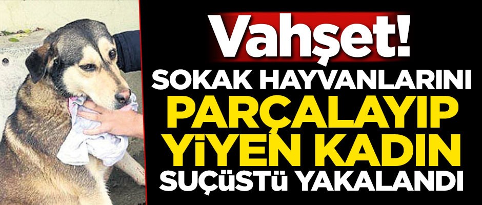Sokak hayvanlarını parçalayıp yiyen kadın suçüstü yakalandı