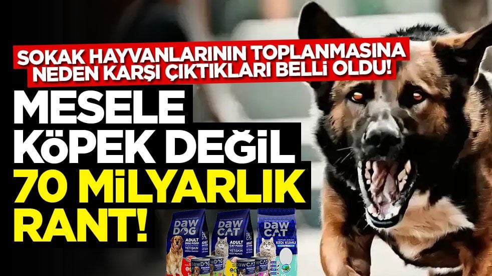 Sokak hayvanlarının toplanmasına neden karşı çıktıkları belli oldu! Mesele köpek değil 70 milyarlık rant!
