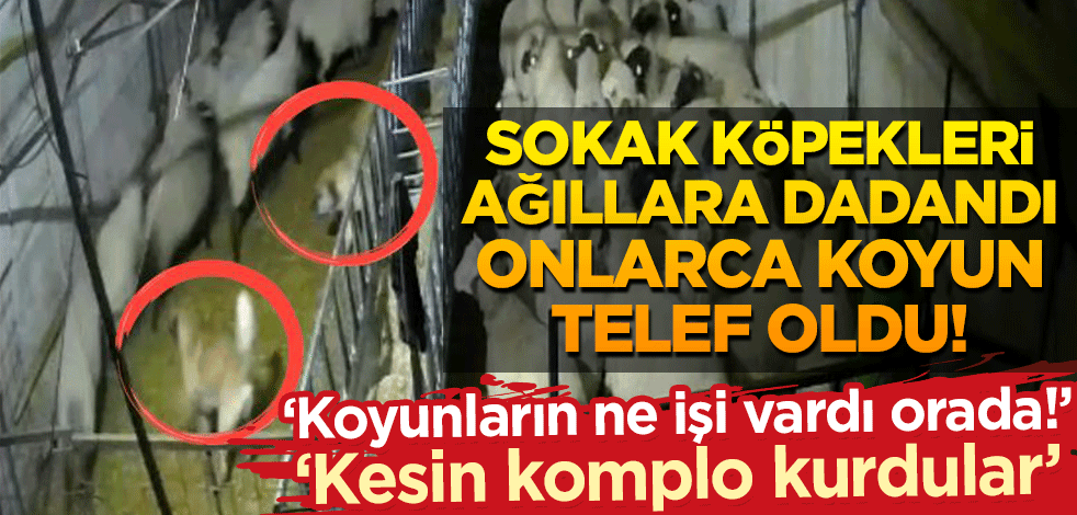 Sokak köpekleri ağıllara dadandı, onlarca koyun telef oldu! "Koyunların ne işi vardı orada"