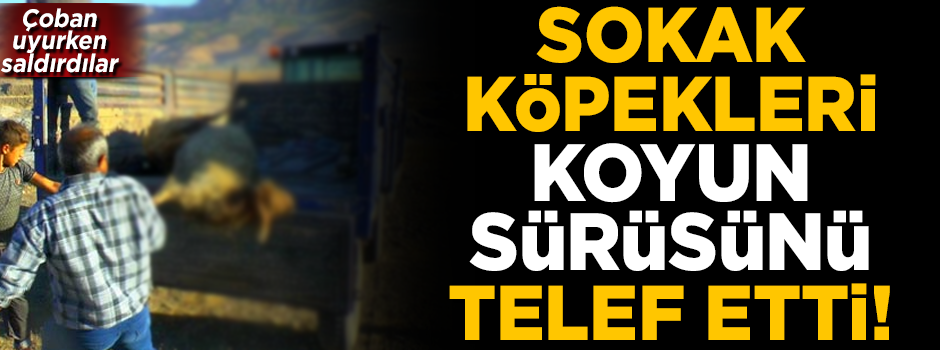 Sokak köpekleri, koyun sürüsüne saldırdı! 30 koyun telef oldu